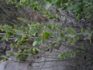 Hazardia squarrosa Leaf